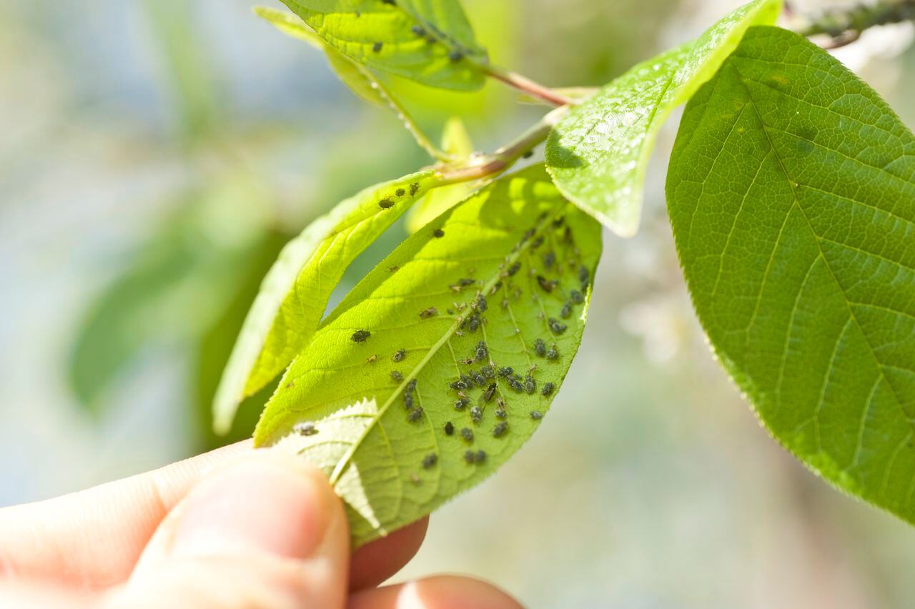 Las plagas pueden ser uno de los mayores problemas en las plantas.