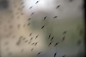 Mosquito transmisor del virus de la malaria.