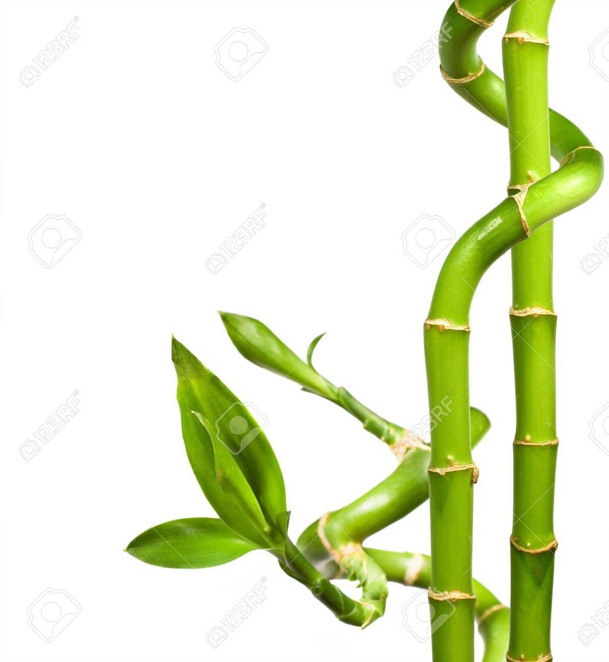 El bambú de la suerte es una planta de interior resistente que se adapta a cualquier temperatura, sin embargo necesita de la luz natural. Foto: 123RF