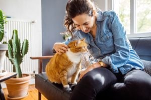 Young woman caressing her pet cat while sitting on couch in living room. Female playing with her cat at home.