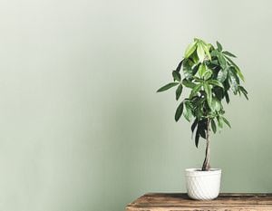 Pachira aquatica (Guiana Chestnut or Money tree) in a white flower pot on the wooden table isolated on a light green background, minimalism and scandinavian style