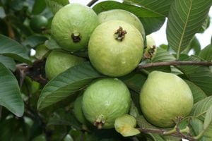 Las frutas de las variedades de guayaba que  lanzó Agrosavia cumplen con los estándares de calidad requeridos para la industria (jugos, dulces) y para consumo  en fresco.