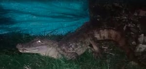 Estos reptiles fueron captados en la noche de este martes 25 de octubre por un vecino del barrio, quien la encontró en el antejardín de su casa.