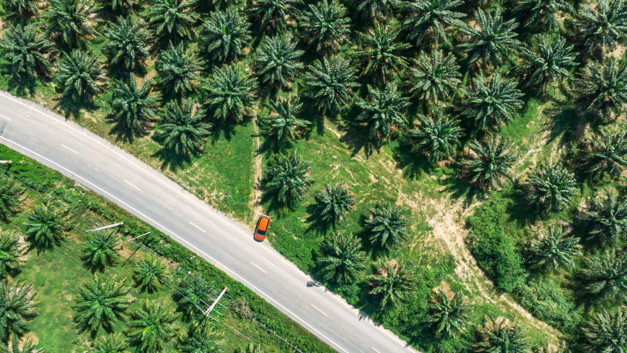 El aceite de palma es un ingrediente que se encuentra presente en varios  productos de la despensa, por eso, se debe asegurar la práctica responsable del cultivo y la venta de su venta.