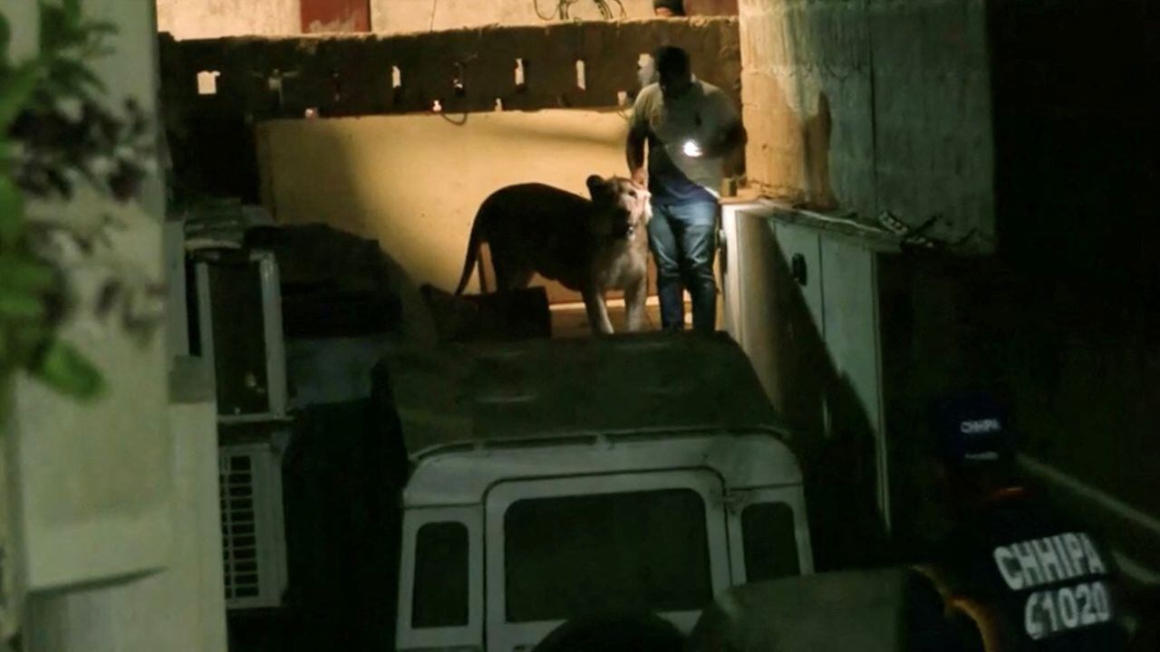 Un león se le escapó a su amo mientras transitaba en un vehículo en Karachi, Pakistán.