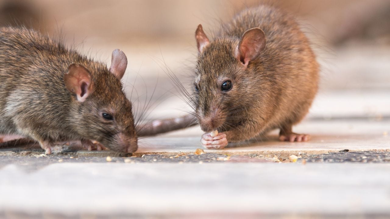 Cómo hacer un veneno casero contra las ratas?