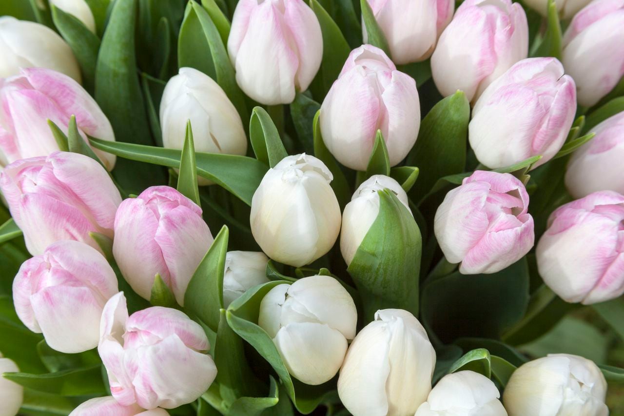 Desde la época victoriana hasta los modernos ramos de novia, los tulipanes han tejido su propio lenguaje floral
