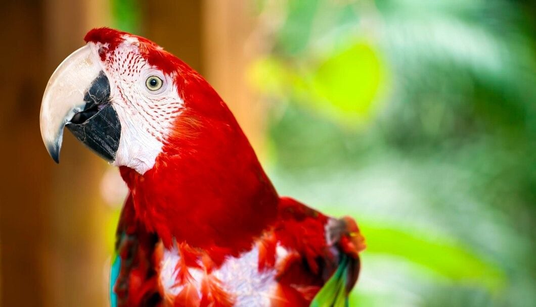 Guacamaya Roja (Ara Chloropterus), un ave colorida que vive en las selvas tropicales.
