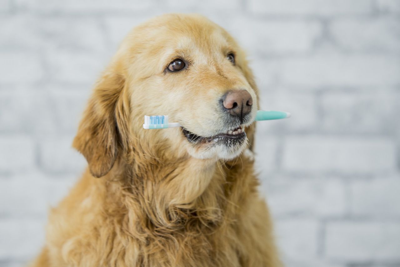 Higiene dental en los perros