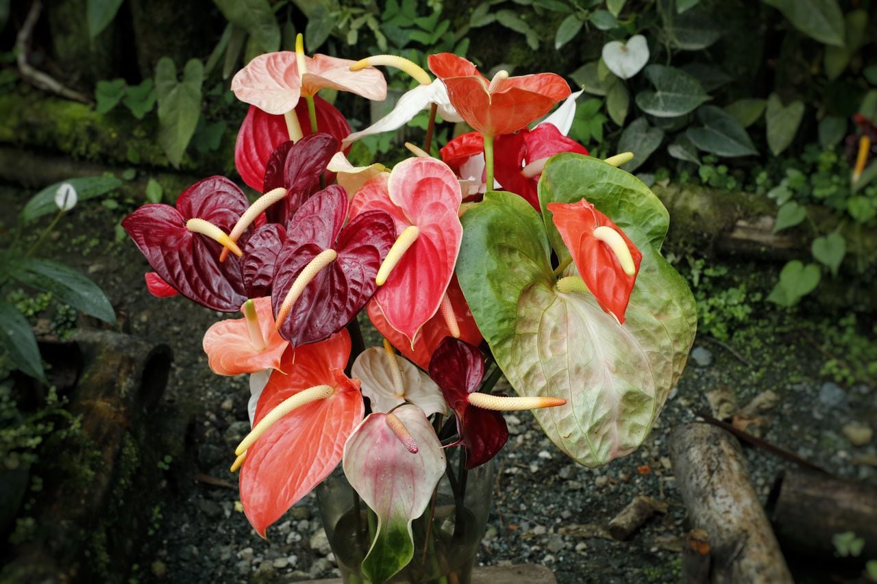 Aunque la flor insignia es el anturio rojo martillado, los floricultores de Ricaurte han logrado desarrollar más de 40 variedades.