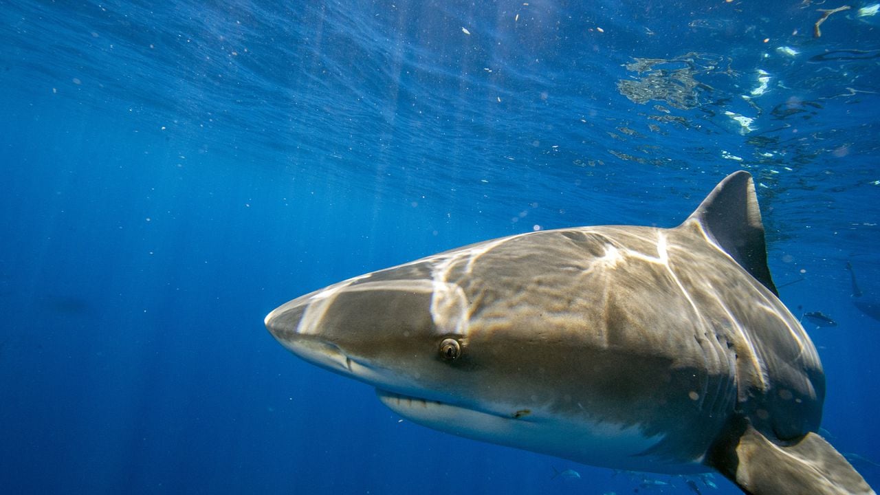 El tiburón atacó al turista en una isla del pacífico