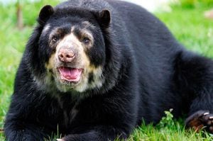 El oso de anteojos  también conocido como oso andino es una especie de mamífero carnívoro de la familia de los úrsidos. Es la única especie de los úrsido que existente en la actualidad en Sudamérica.