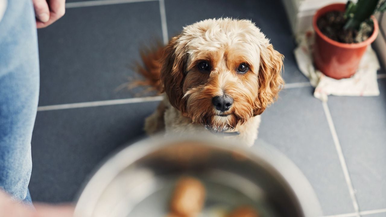 La comida de perro no tiene el valor nutricional que necesitan los seres humanos.