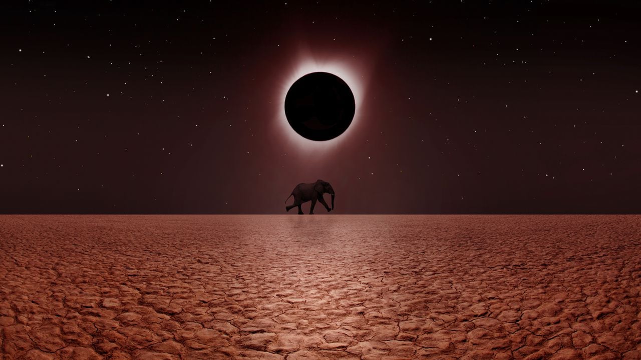 Conozca la forma en la que algunos animales se pueden ver afectados por el eclipse.