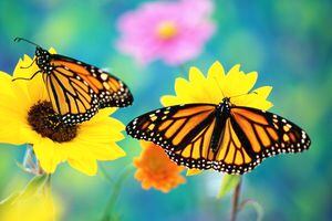 Explore la magia detrás de la manifestación de intenciones mientras se sumerge en los pasos detallados del ritual de la mariposa monarca.