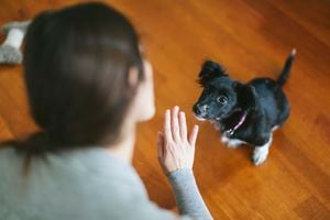 Investigadores de renombre han llevado a cabo un estudio innovador que podría cambiar nuestra percepción de la inteligencia canina.