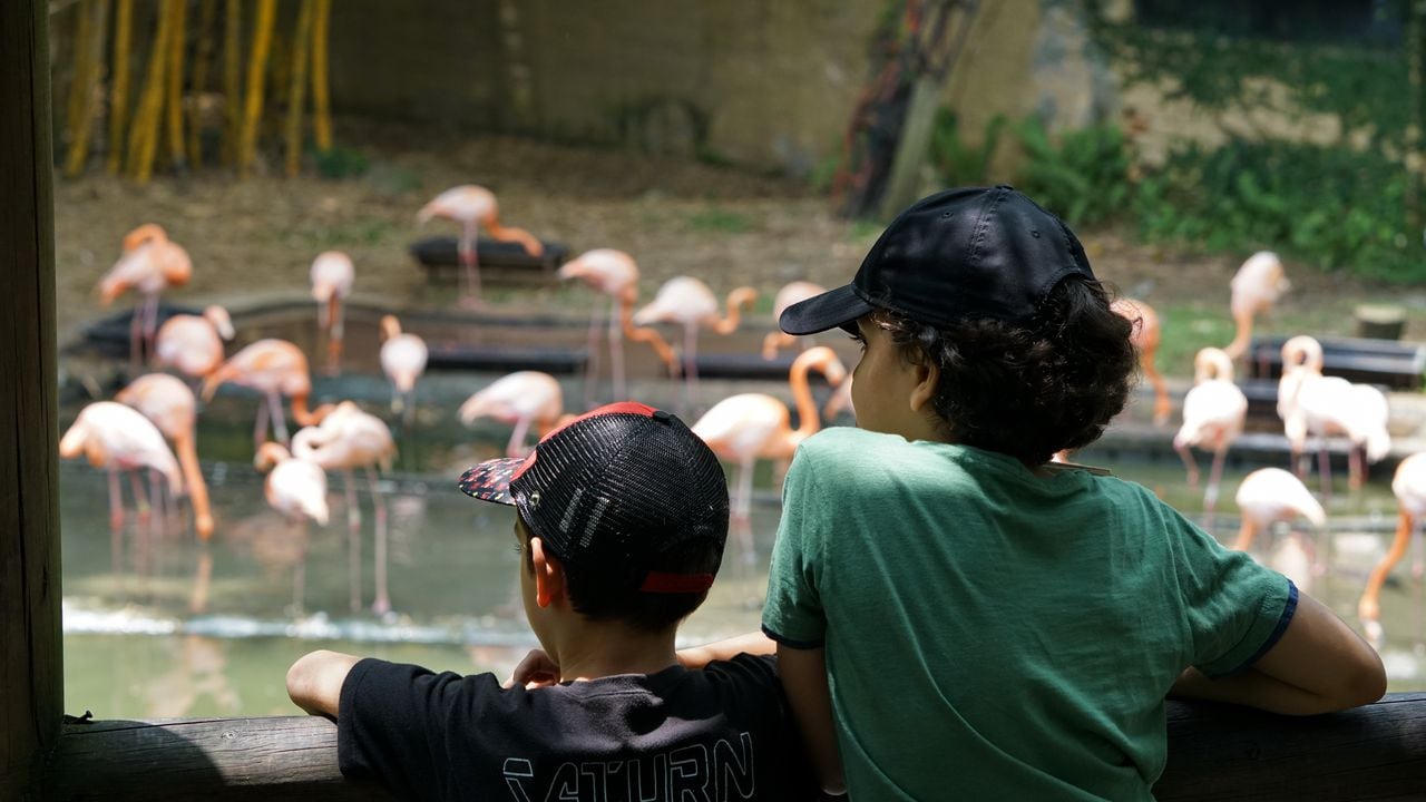 Este sábado 20 y el próximo 27 de mayo, todos los niños menores de 12 años podrán entrar sin pagar al Zoológico de Cali.
