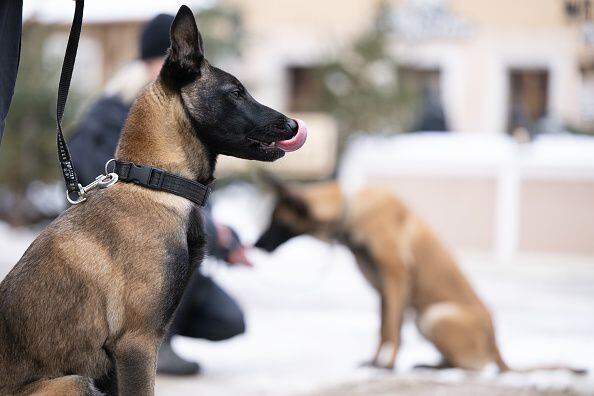 Indignación causó en España la muerte de dos mascotas pastor belga que fueron dejadas por sus propietarios en el baúl del carro en momentos que se presenta una oleada de calor. (Photo by Sebastian Kahnert/picture alliance via Getty Images)