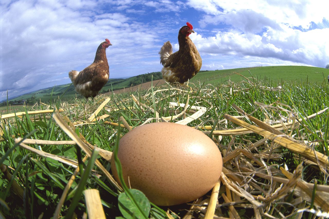 Explorando lo ancestral: ChatGPT desentraña la incógnita del huevo o la gallina.