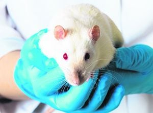 Ratas y ratones son los animales más usados en experimentación científica.