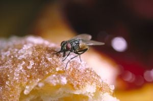 Las moscas sobrevuelan en espacios donde hay materia orgánica en descomposición y luego se alojan en los frutos maduros.