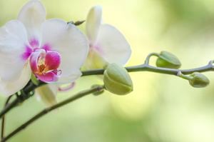 Las orquídeas requieren de cuidados especialespara mantenerse lindas y florecidas.
