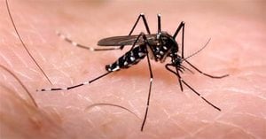 El Valle del Cauca es una de las regiones del país con más casos de Chikunguya y dengue.