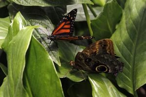 Aunque sea invierno en Nueva York, cerca de quinientas mariposas tropicales volarán en el Museo de Historia Natural gracias a una popular exhibición "viva" de estos coloridos insectos que cumple 21 temporadas.