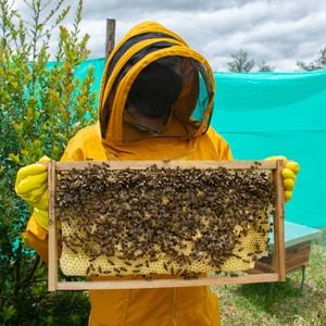 Desde el mes de agosto, el Ecoparque Sabana se ha encargado de la protección de siete colmenas de abejas para recuperar ecosistemas locales.