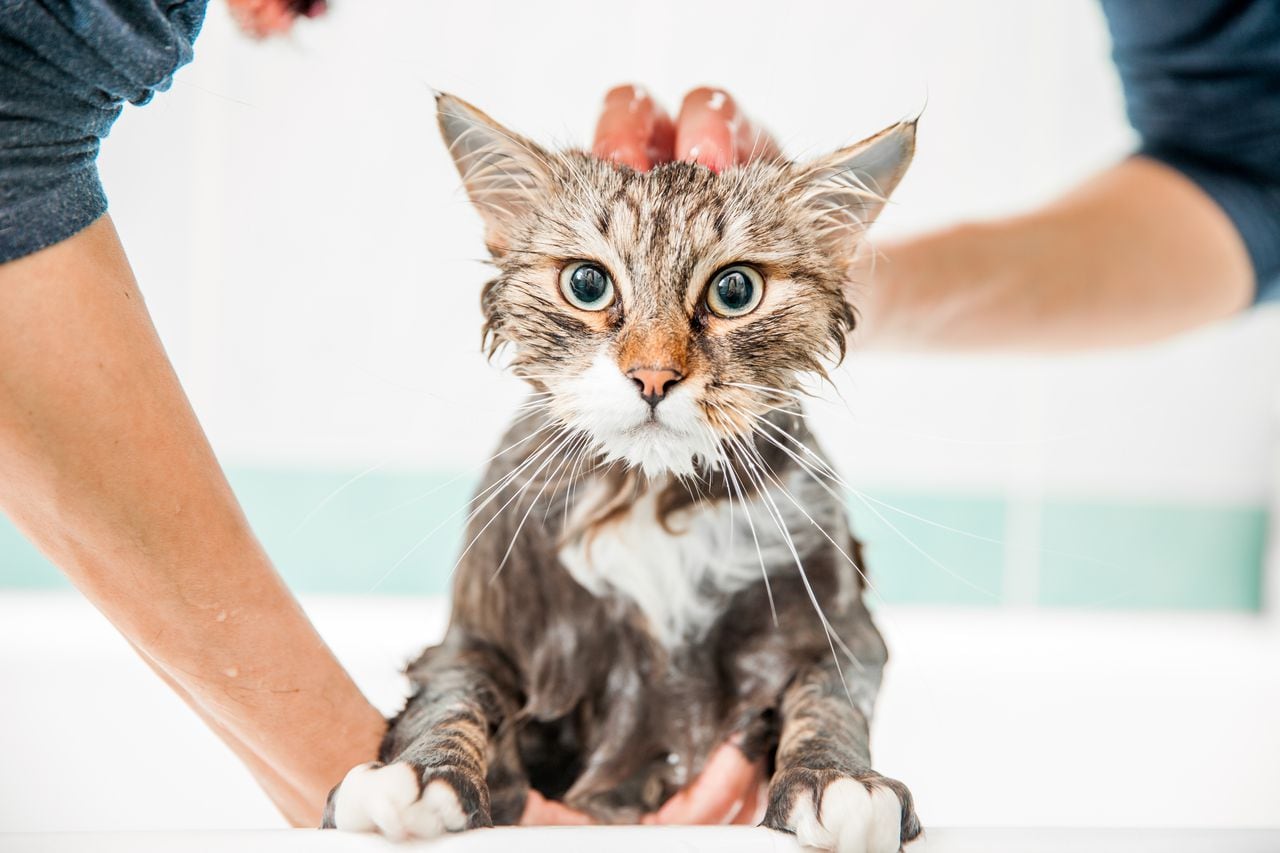 Gato bañado
