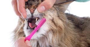 Aunque revisarle los dientes a tu gato no es una tarea fácil, es importante que aprendas cómo puedes mantenerle sus dientes saludables y también en qué momento es necesario llevarlo al médico veterinario. 