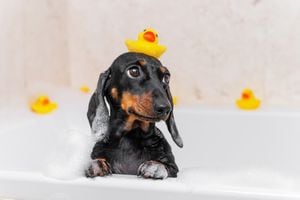 Para aquellos que se preguntan cuándo es el momento adecuado para darle un baño a su perro, aquí hay algunas pautas importantes que deben conocer.