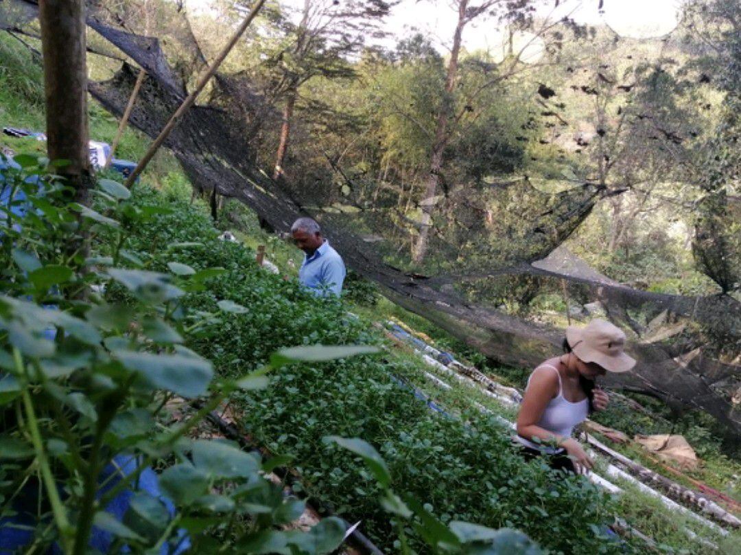 La Huerta de Herlan, negocio verde, en la ruralidad de Cali. Foto Especial para ElPaís
