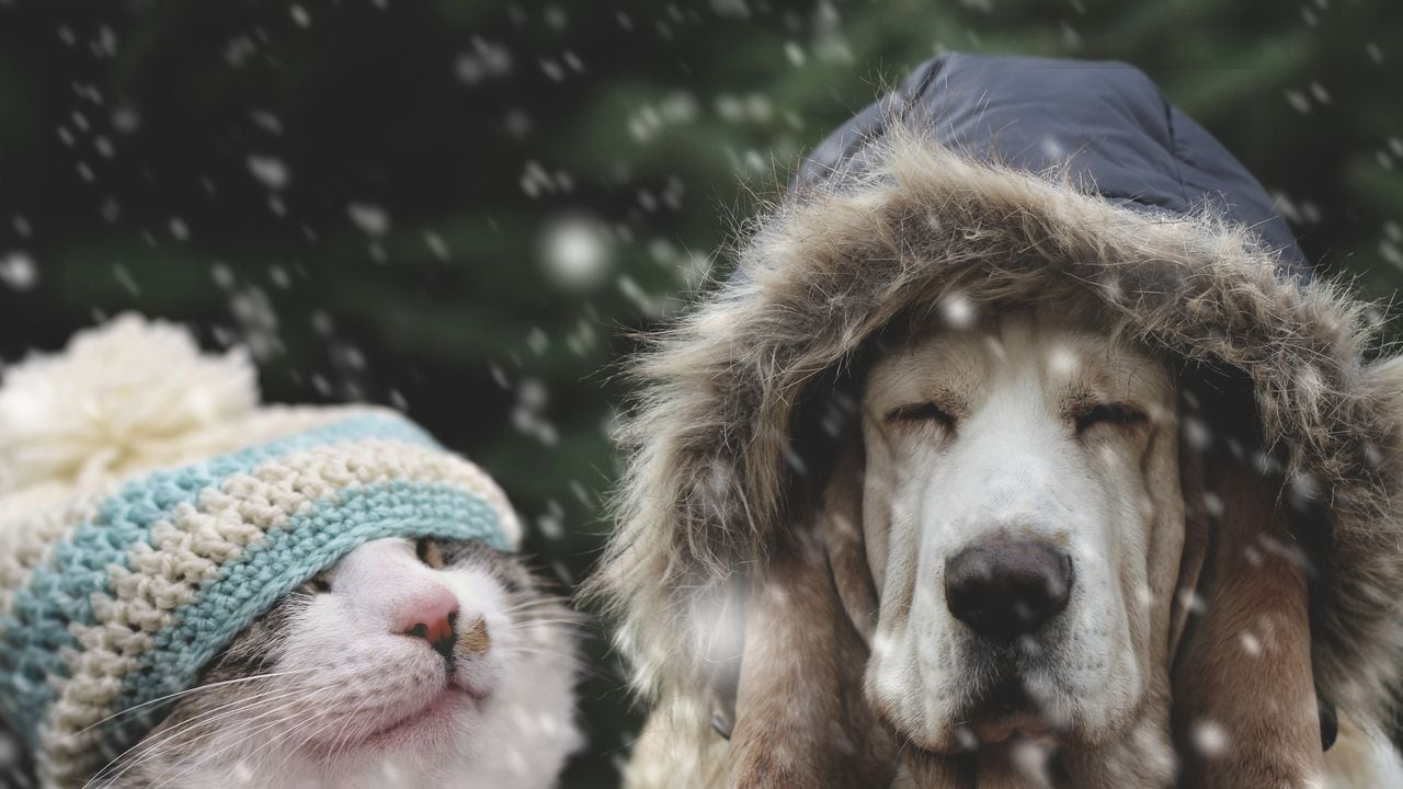 No deje al azar la protección de su mascota durante la época invernal; estas estrategias pueden marcar la diferencia.
