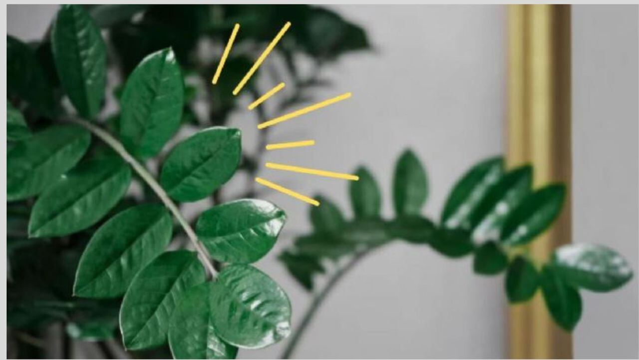 Zamioculca, la planta que atrae el dinero a su casa