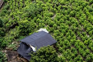 Las cifras de cultivo de coca disminuyeron pero se mantuvieron altas en 234.000 hectáreas y 972 toneladas métricas, respectivamente.
