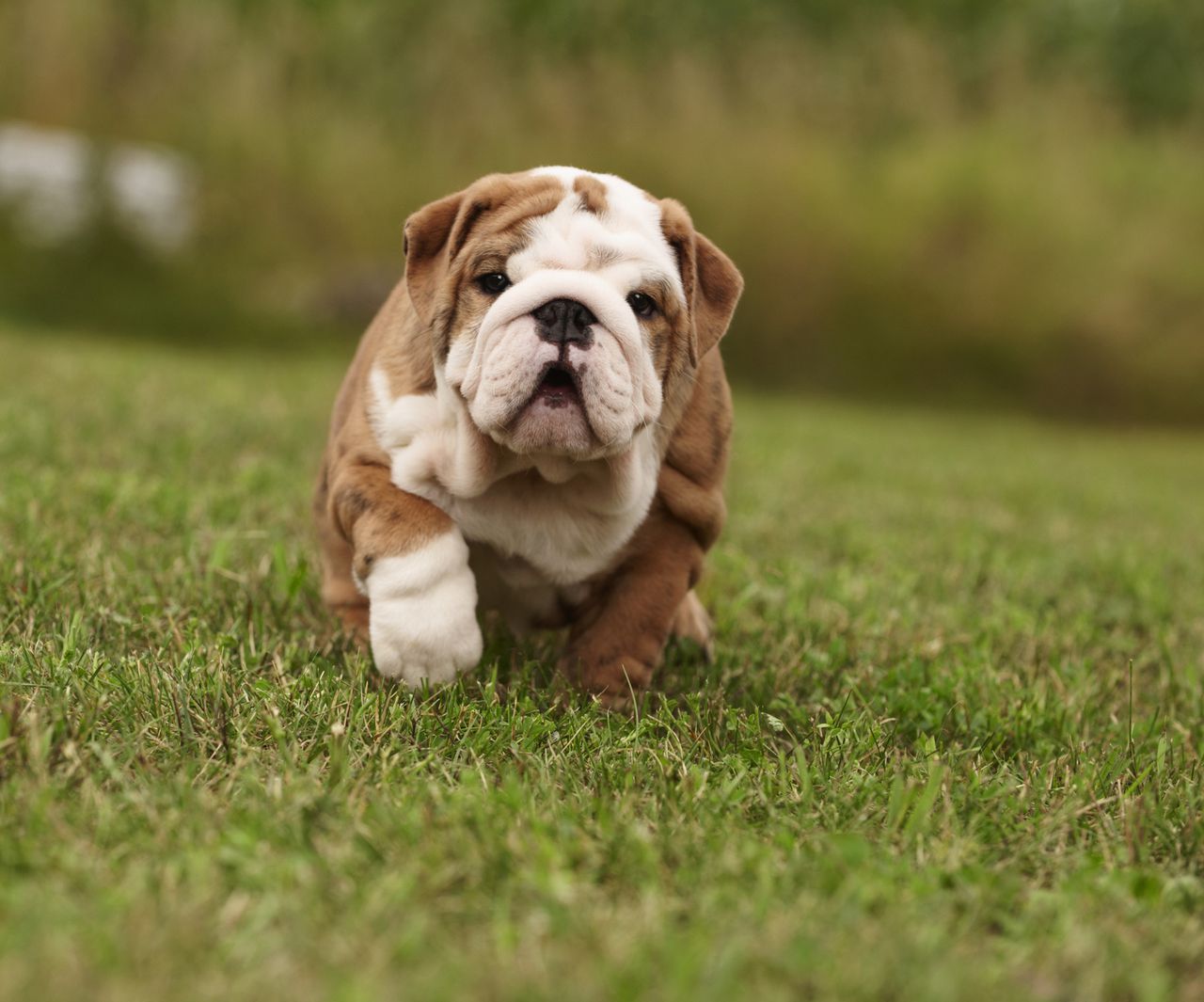 El Bulldog Inglés es uno de los perros más costosos del mundo.