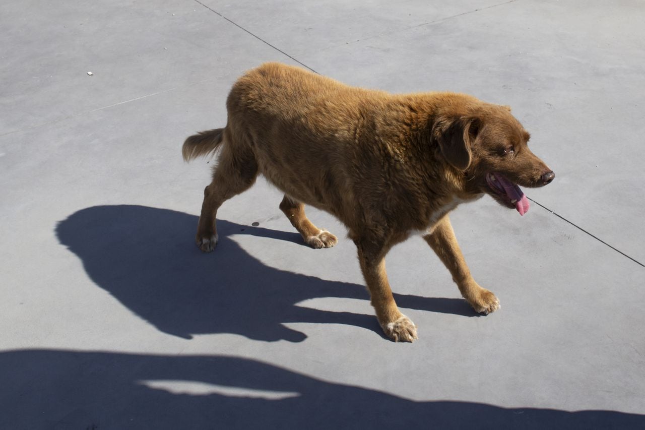 Guinness suspendió el récord del perro más viejo del mundo.