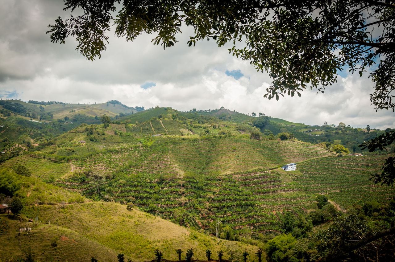 Por su ubicación privilegiada, entre las cordilleras Central y Occidental, y su amplia variedad de pisos térmicos, el Valle del Cauca se consolida como la región líder en la producción agroindustrial del país.