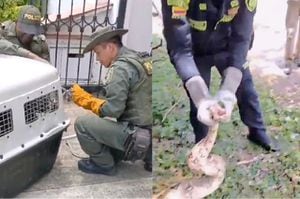 La Policía Ambiental de Cali rescató en diferentes sectores de la ciudad a un zorro carroñero y una boa constrictora.