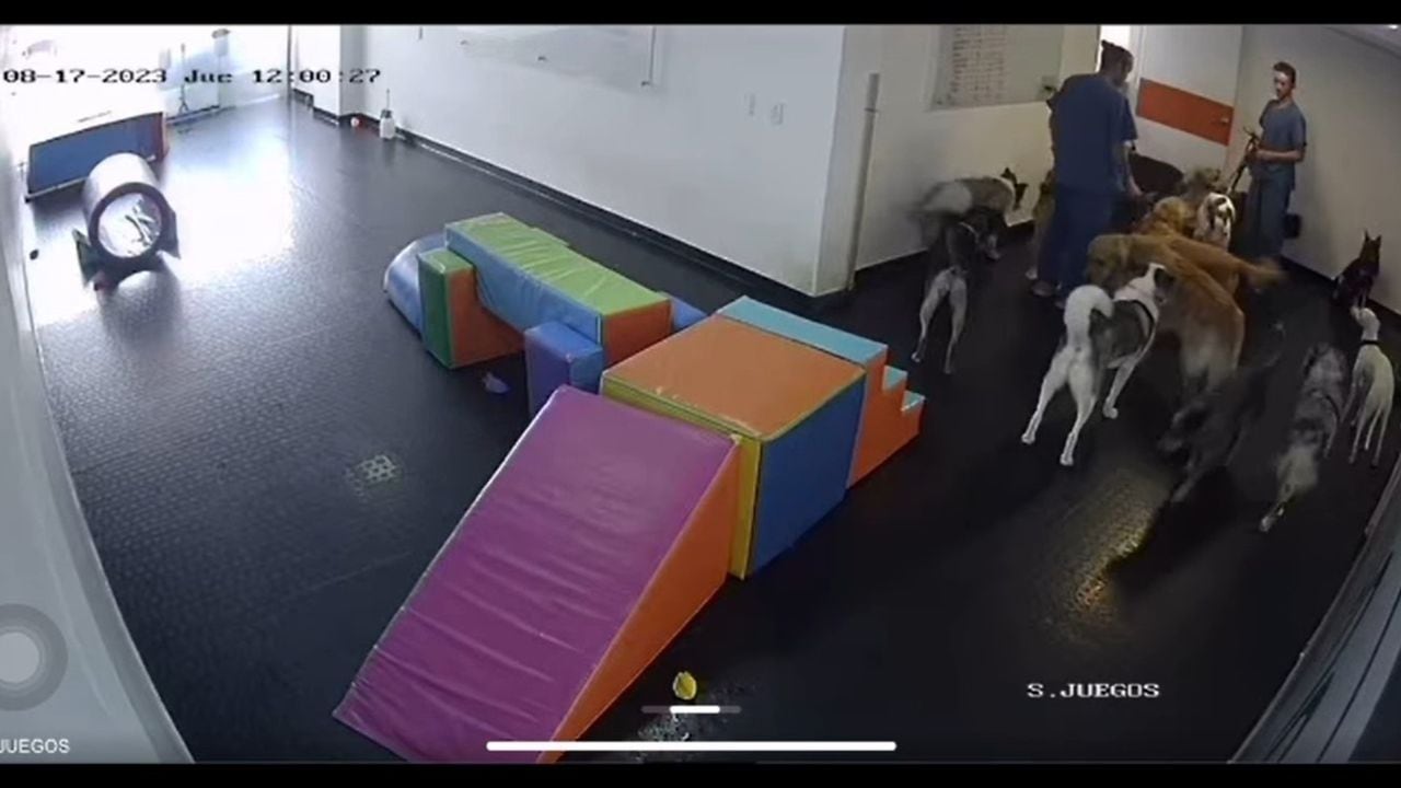 Así reaccionaron los perros en una guardería de Bogotá, tras el sismo de 6.1.
