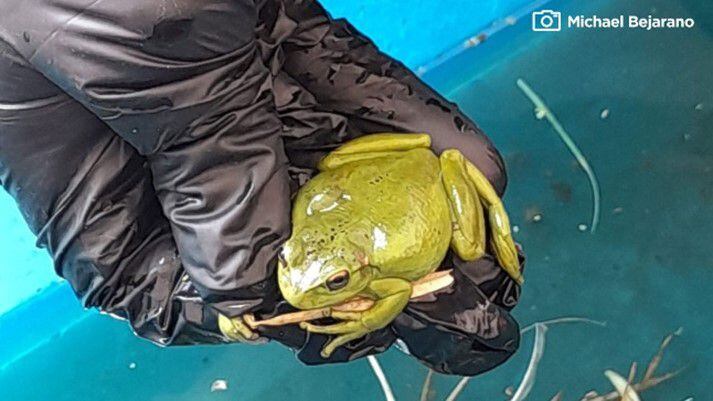 Dentro de las labores biológicas en el metro de Bogotá se han rescatado 77 ranas sabaneras.