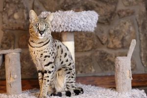 Un gato savannah puede costar más de 60 millones de pesos colombianos.