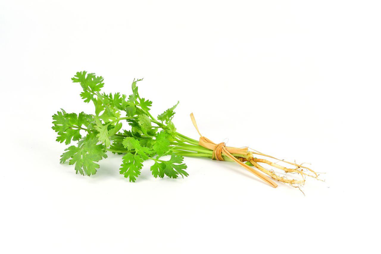 Fresh Coriander plant herb used to ingredient in Asian cooking isolated over white background