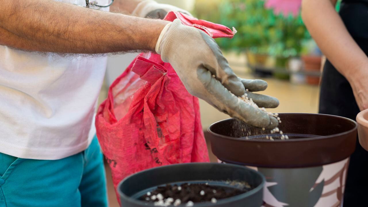 Conozca los pasos esenciales para sembrar y cuidar una planta de sábila en su propio hogar.