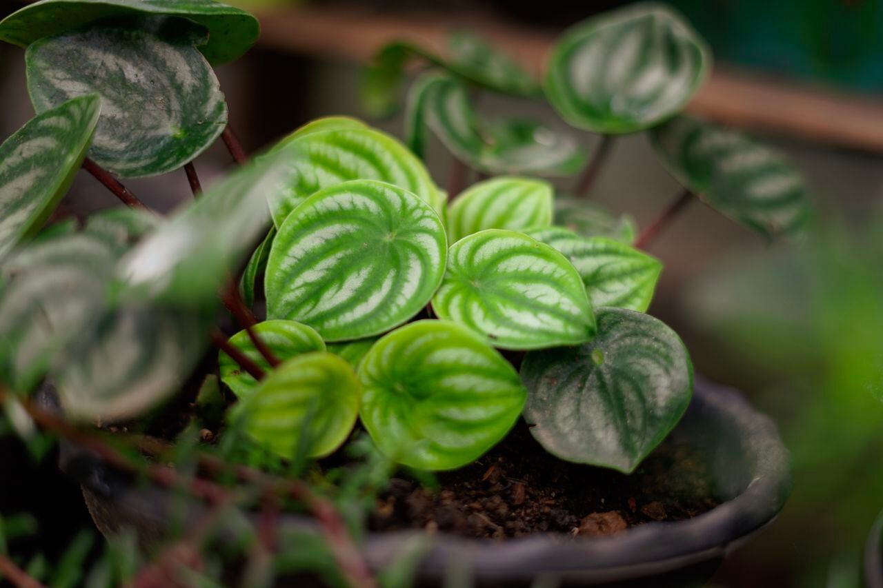 Aunque no existe una garantía científica, muchos encuentran consuelo y esperanza en la idea de que cuidar estas plantas puede atraer la prosperidad a sus vidas.