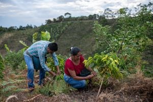 Luis Carlos Ortega, coordinator in La Coqueta farm, and his wife, Zenaida Jiménez, harvest coffee beans in La Coqueta farm, in La Sierra, Cauca deparment, Colombia, on September 25, 2023.   Photo: Jaír F. Coll for Solidaridad