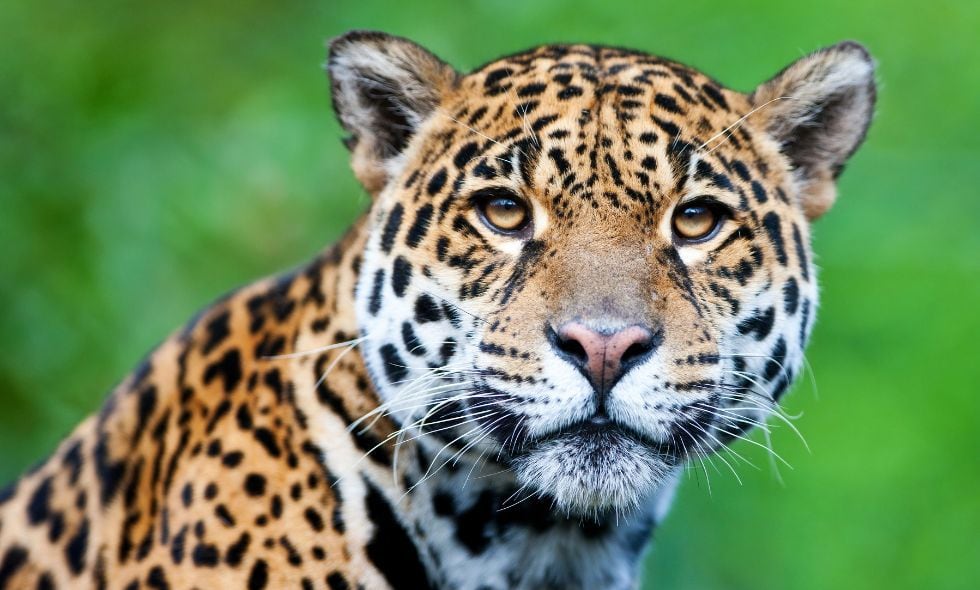 Jaguar (imagen de referencia)