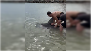 El tiburón se había enredado a una red cerca a una playa.