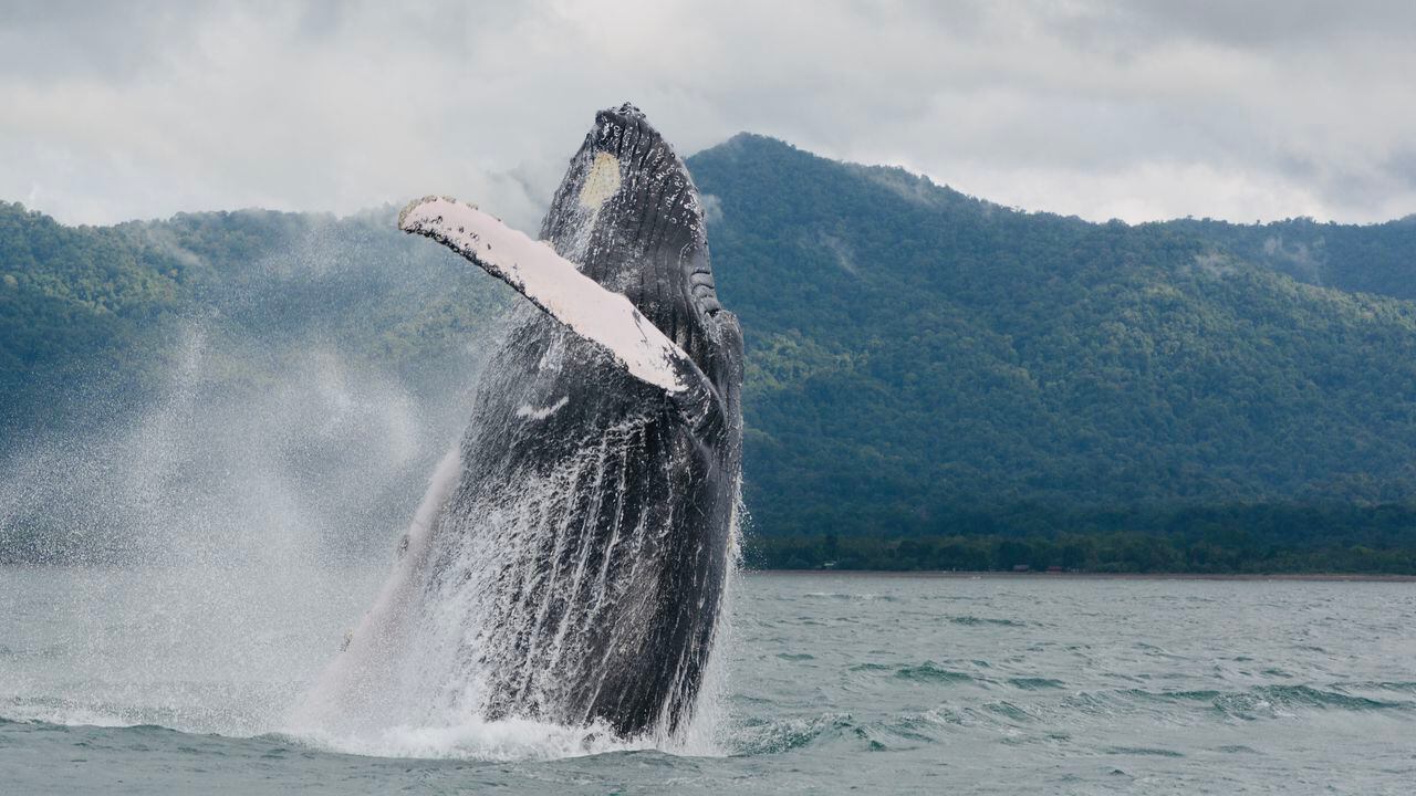Tras un viaje de 8.500 kilómetros desde la Antártida, las ballenas jorobadas llegan a las aguas cálidas del Pacífico colombiano entre julio y noviembre de cada año.